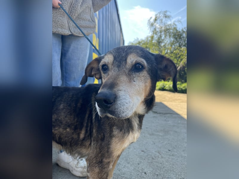 Akela möchte noch einmal Glück und Geborgenheit erleben