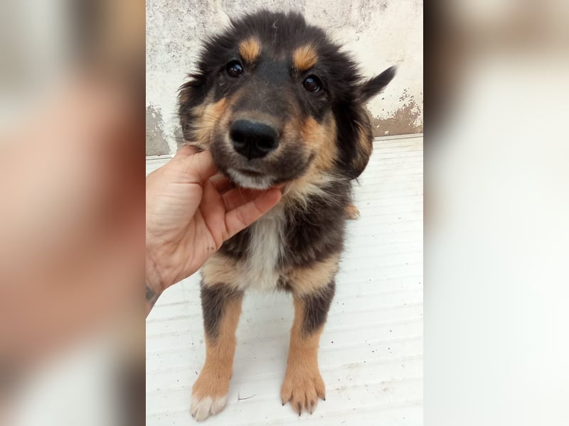 SALVA, kleine Entdeckerin, 3 Monate, 28 cm, Mischlingsmädchen, Tierschutz Rumänien