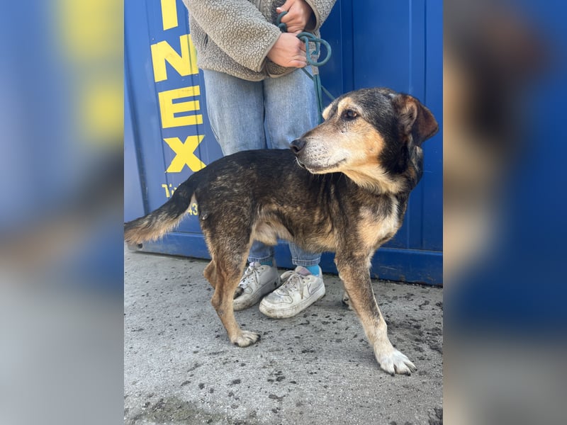 Akela möchte noch einmal Glück und Geborgenheit erleben