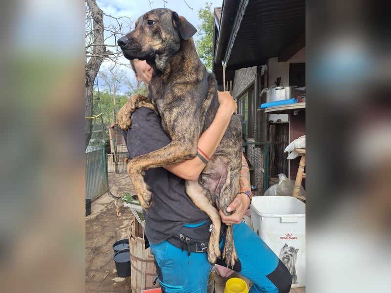 ⭐️ZICO⭐️, besonderes Seelchen, Rüde, 3,5 Jahre, 48 cm, Mischling, Tierschutz Rumänien