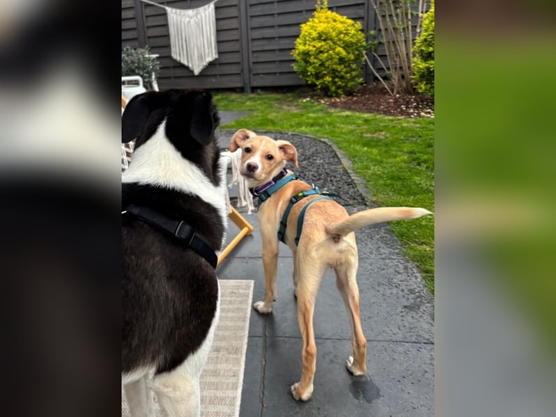 IBIZA, neugieriger Welpe, 3 Monate, 32 cm, Mischling, Tierschutz, Pflegestelle Bonn