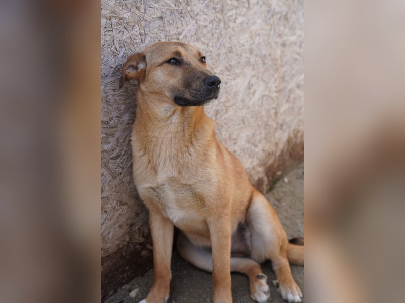 SILLIE, süßes Mischlingsmädchen, 9 Monate, 49 cm, Tierschutz Rumänien