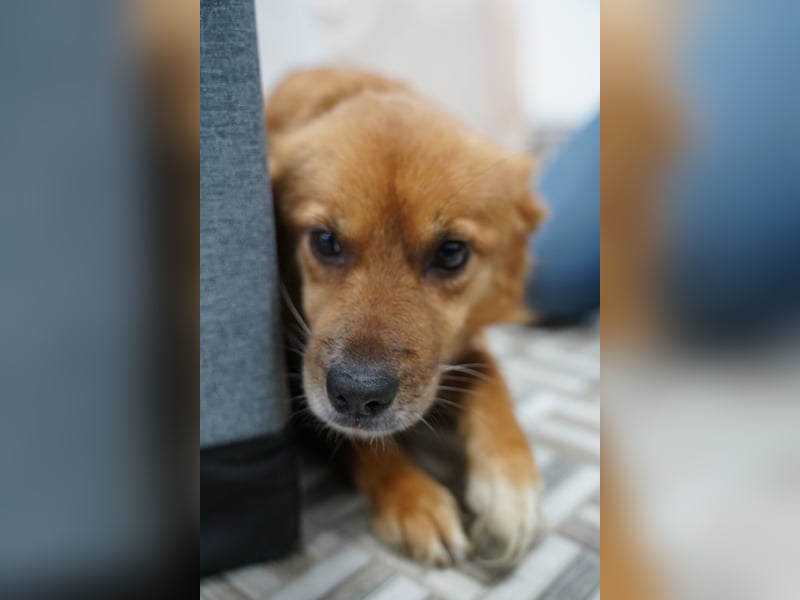 USARA, gelassene Hündin, 4 Jahre, ca. 48 cm, Mischling, Tierschutz Rumänien