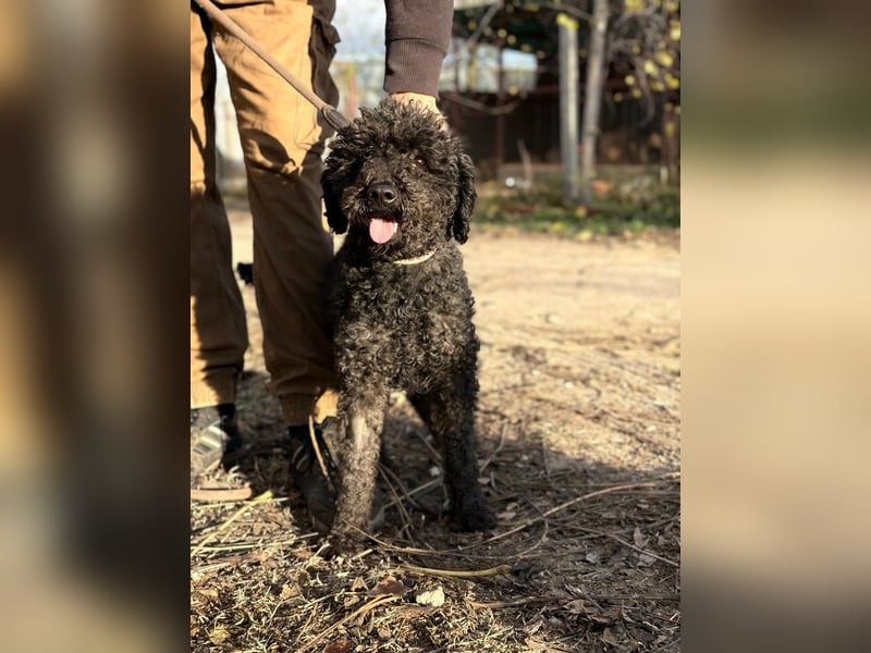 Felda - Sucht ihr Zuhause für immer!