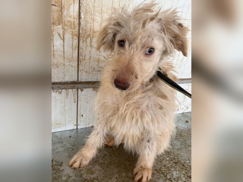 LUMA, entdeckt die Welt, 1 Jahr, 40 cm, Mischling, Pflegestelle 40223, Tierschutz Rumänien