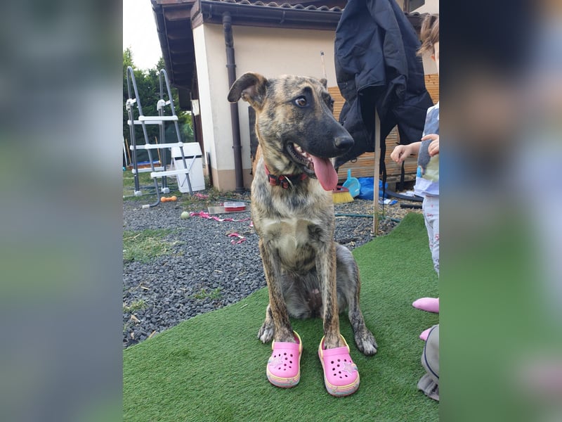 Tasha mag Kinder, ist aber kein Hund für Couchpotatoes- sie möchte Rumänien schnell verlassen