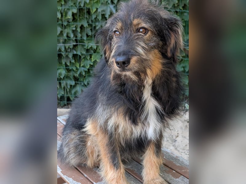 Menschenbezogener Benno wartet in Portugal auf seine Menschen!