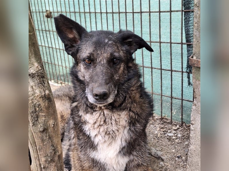 Hoppla hier kommt Smokey