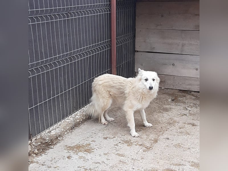 Die süße Josy sucht ihre Menschen