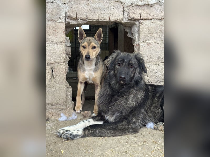 ⭐️ORFI⭐️, reizender Hundejunge, 2 Jahre, 42 cm, Mischling, Tierschutz Rumänien
