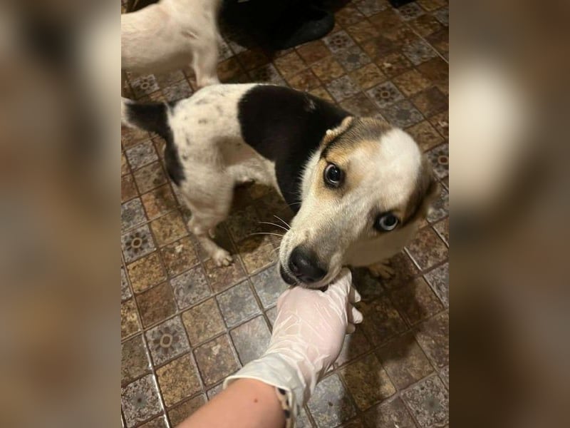 Sorgenfell, *PICCOLO*, 1 Jahr, 45 cm, Mischling, Tierschutz