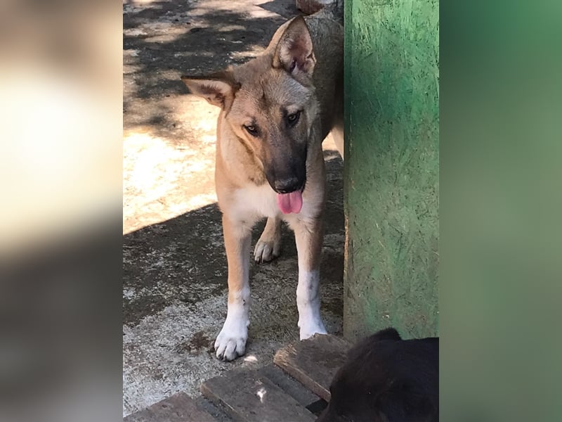 APOLLO wartet im Tierheim auf sein zuhause