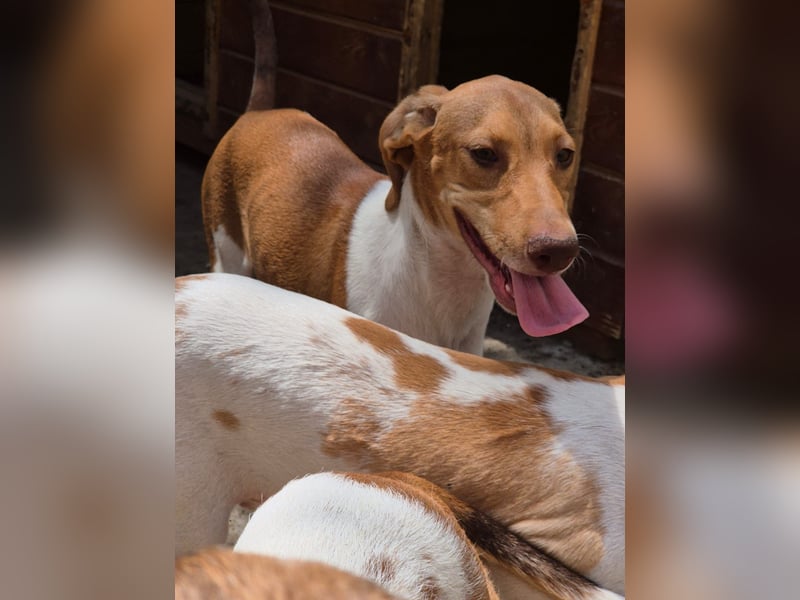 KATRA, Schmusebacke, 1 Jahr, 45 cm, Mischling, Tierschutz, Pflegestelle 57635