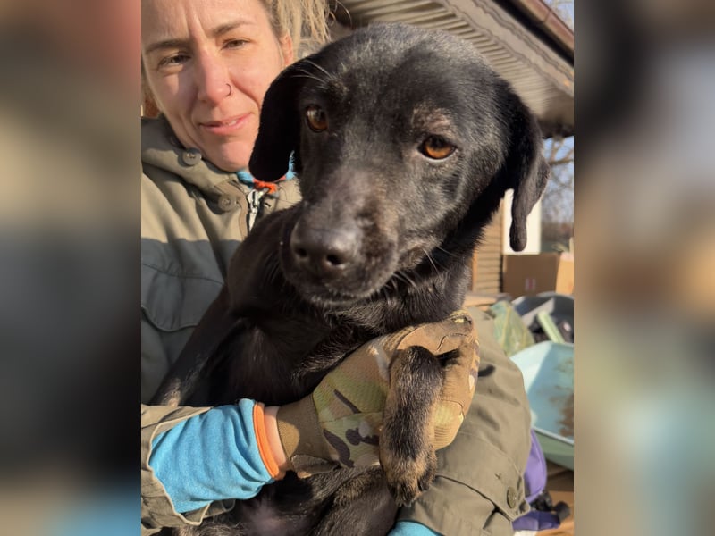 ⭐️BERYLL⭐️, für immer treu, Hündin, fast 3 Jahre, 41 cm, Mischling, Tierschutz Rumänien