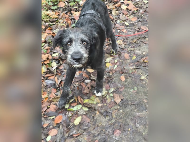 Buddy, auf Pflegestelle in Oberhausen