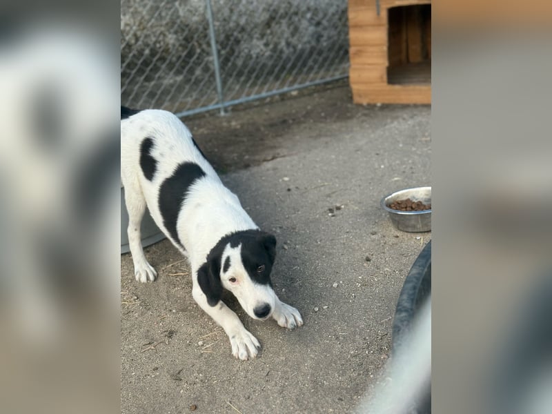 ⭐️SNOOPY⭐️, Spaßvogel und Spielkamerad, Rüde, 1 Jahr, 46cm, Mischling, Tierschutz