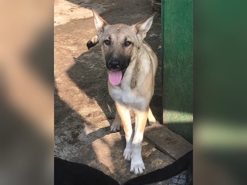 APOLLO wartet im Tierheim auf sein zuhause