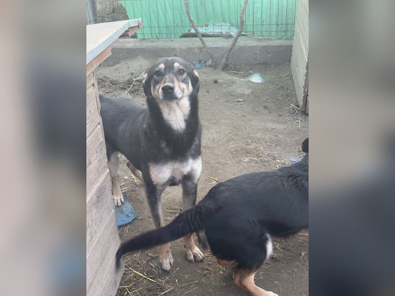 ⭐️ONYA⭐️, Hündin, 3 Jahre, 40 cm, Mischling, Tierschutz