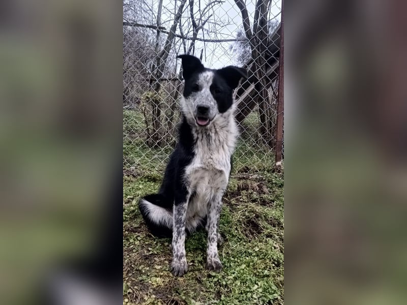 Zoro Tierschutzhund sucht ein Zuhause