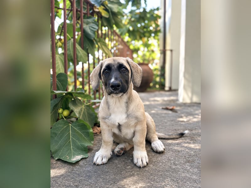 Birdie aus unserem Vogel Wurf wartet in Portugal auf dich!