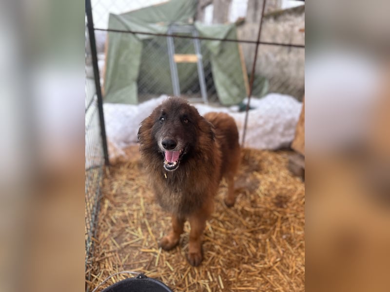 ⭐️Bruno⭐️, Tervueren-Mix, Rüde, ca. 3 Jahre, 42 cm, Mischling, Tierschutz