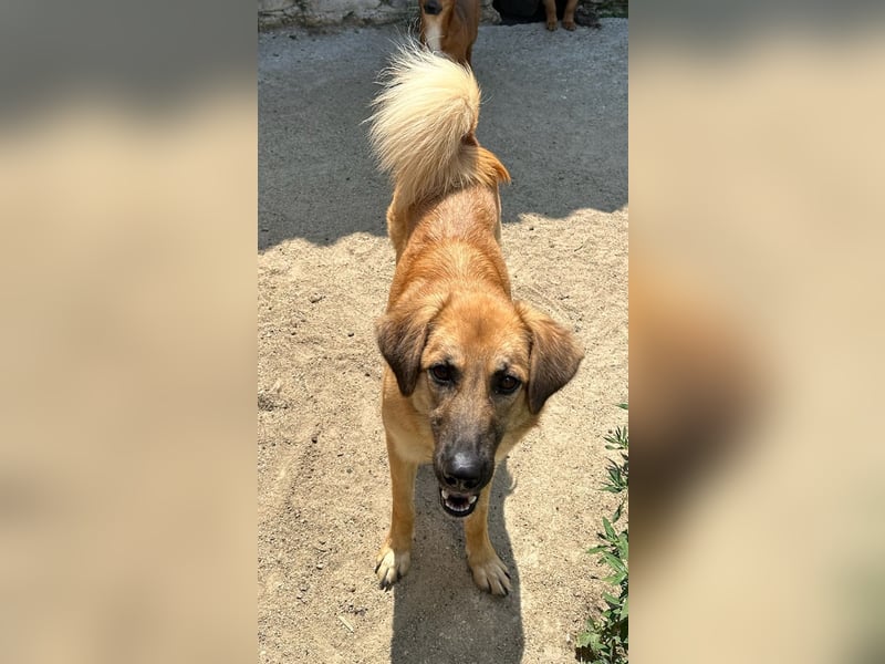 ⭐️DISSY⭐️, schöner Schatz, Hündin, 3 Jahre, 50 cm, Mischling, Tierschutz