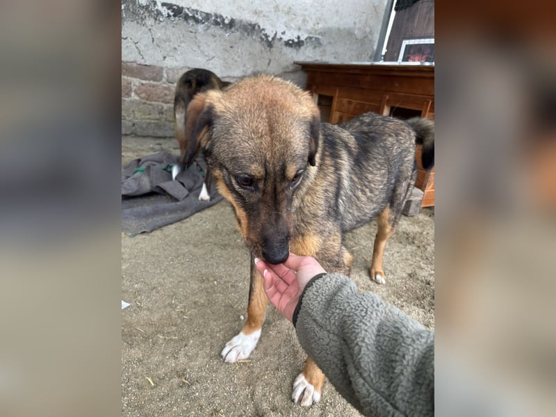 AMY, liebes Leckermäulchen, 2 Jahre, 45 cm, Mischling, Tierschutz Rumänien