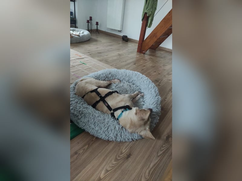 Pepe wartet in Augsburg