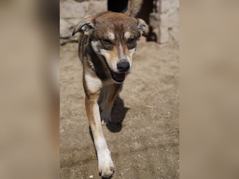 ⭐️ILKER⭐️, fröhlicher Hundejunge, 1 Jahr, 48 cm, Mischling, Tierschutz Rumänien