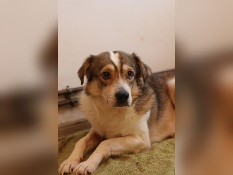 ⭐️TIMENTES⭐️, ganz charmante Hündin, 6 Jahre, 48 cm, Mischling, Tierschutz