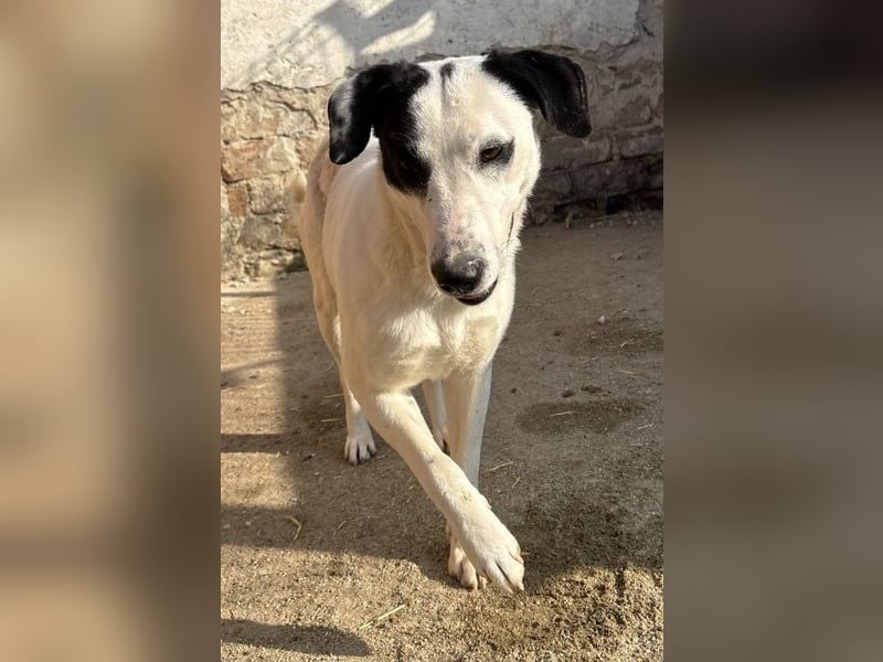 ⭐️GEORGIA⭐️, lustiges Hundemädchen, 2 Jahre, 52cm, Mischling, Tierschutz