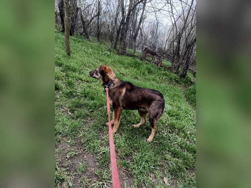 Buffy Tierschutzhund sucht ein Zuhause