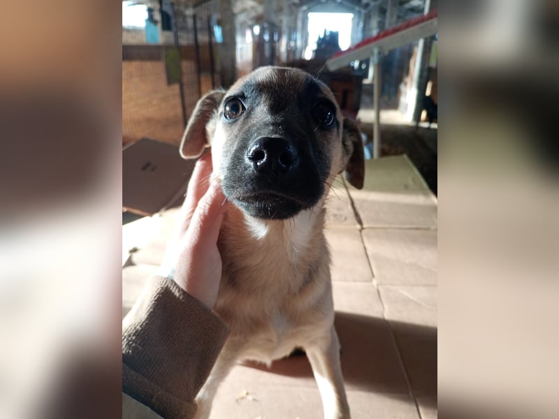 ⭐️Phillis⭐️, aufgeweckte Welpenmaus, Hündin, 8 Monate, 39 cm, Mischling, Tierschutz Rumänien