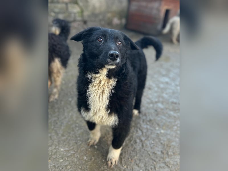 ⭐️GISELLA⭐️, Hündin, 8 Monate, 43 cm, Mischling, Tierschutz