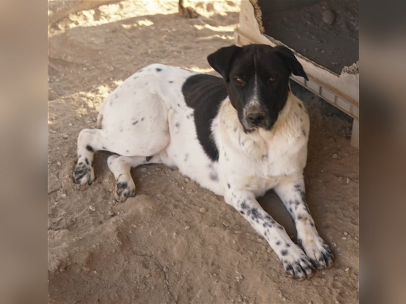 Yaska, geb. ca. 02/2022, lebt in GRIECHENLAND, im städt. Tierheim Serres