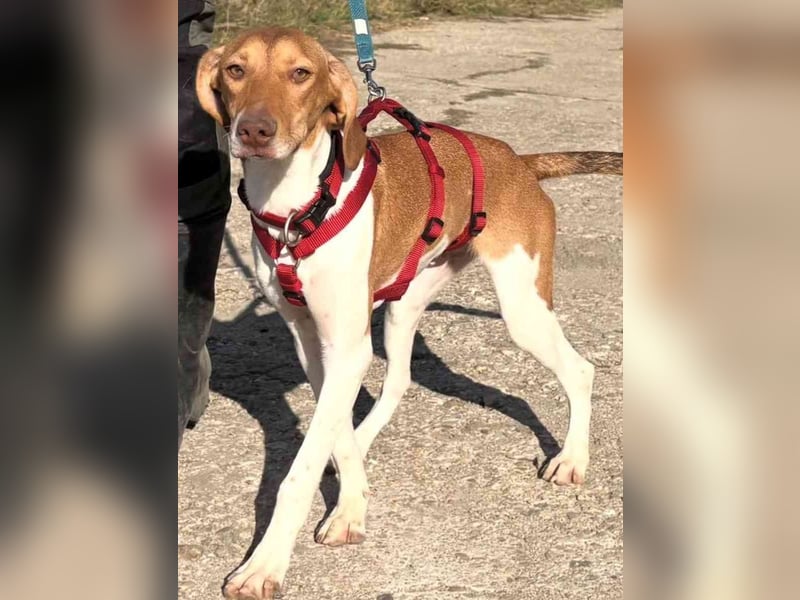 KATRA, Schmusebacke, 1 Jahr, 45 cm, Mischling, Tierschutz, Pflegestelle 57635