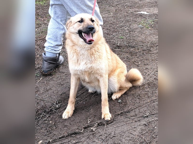 Hündin Brioch möchte Rumänien schnell verlassen