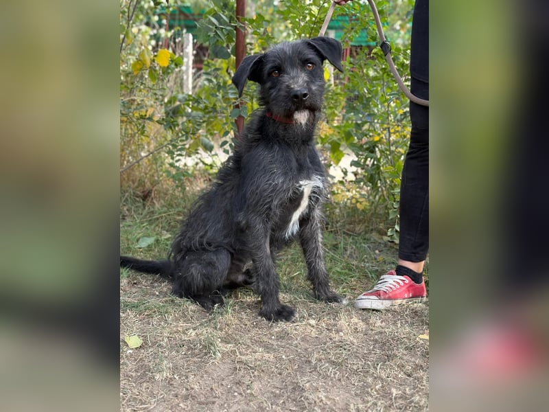 Leopold, fröhlicher, toller Hundemann