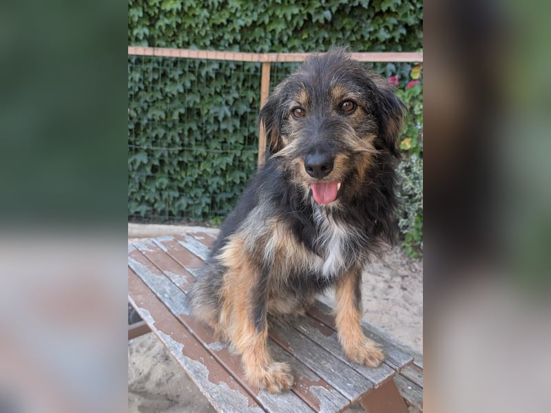 Menschenbezogener Benno wartet in Portugal auf seine Menschen!