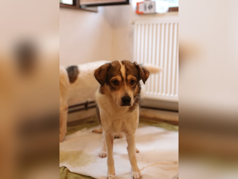 ⭐️TIMENTES⭐️, ganz charmante Hündin, 6 Jahre, 48 cm, Mischling, Tierschutz
