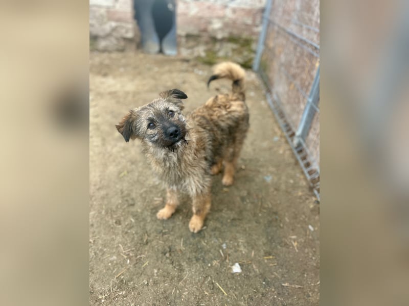 HEARTY, zuckersüßes Spielkind, 1 Jahr, 41 cm, Mischlingsmädchen, Tierschutz Rumänien