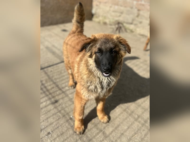 ⭐️TUTU⭐️, Malinois-Mix, Hündin, 8 Monate, ca. 53 cm, Mischling, Tierschutz