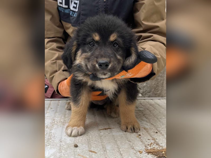 SALVA, kleine Entdeckerin, 3 Monate, 28 cm, Mischlingsmädchen, Tierschutz Rumänien