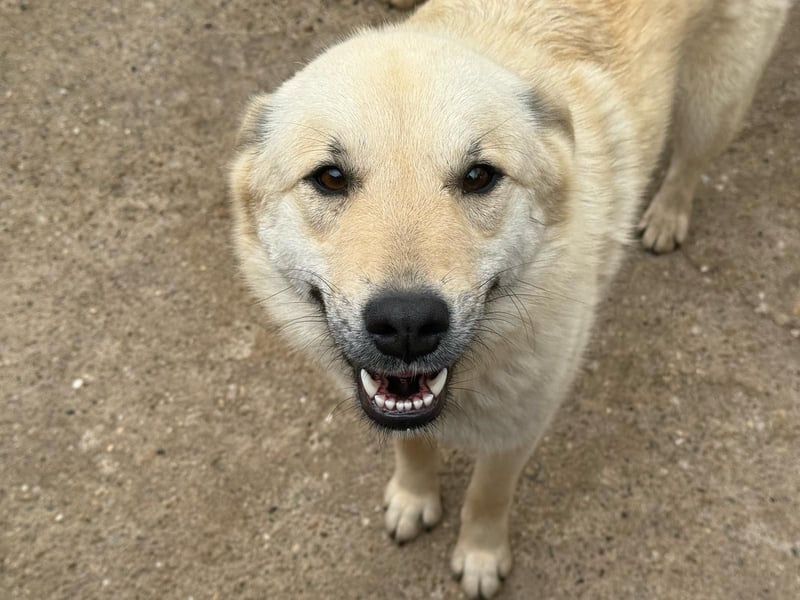 Hündin 028407 sucht ihr Zuhause