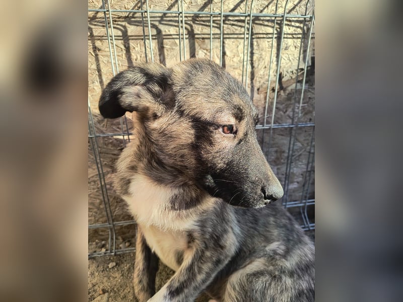 ⭐️HUPS⭐️, liebevoller Hundejunge, 8 Monate, 40 cm, Mischling, Tierschutz