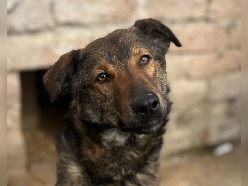 XORO, Goldstück, 1,5 Jahre, 50 cm, Mischling, Pflegestelle Hennef, Tierschutz Rumänien