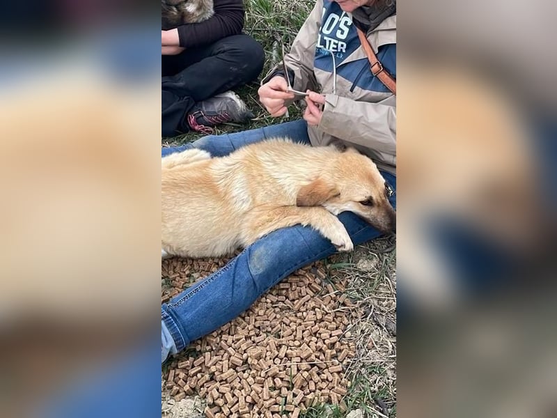ANITA, superliebe Heldin auf vier Pfoten, 1 Jahr, 49 cm, Mischling, Tierschutz Rumänien
