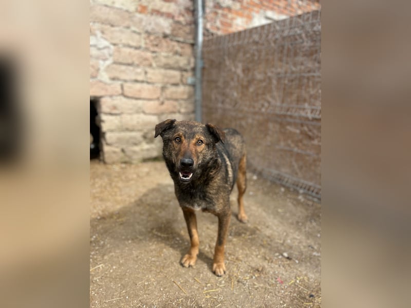 XORO, Goldstück, 1,5 Jahre, 50 cm, Mischling, Pflegestelle Hennef, Tierschutz Rumänien