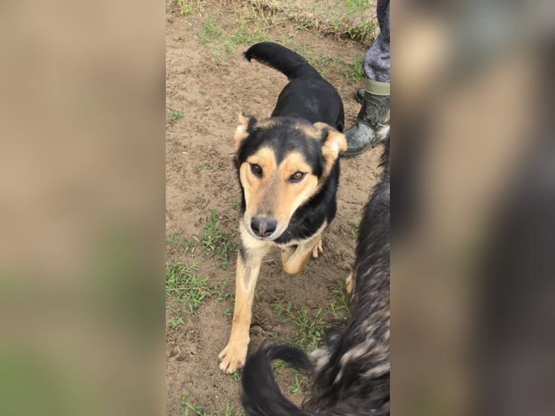 Kerubin, toller Hundemann