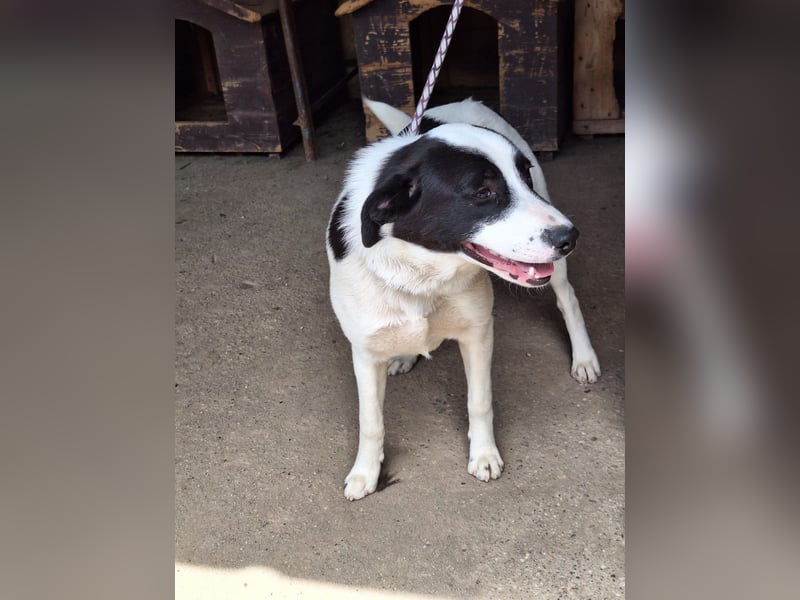 Hier kommt Hündin Julie